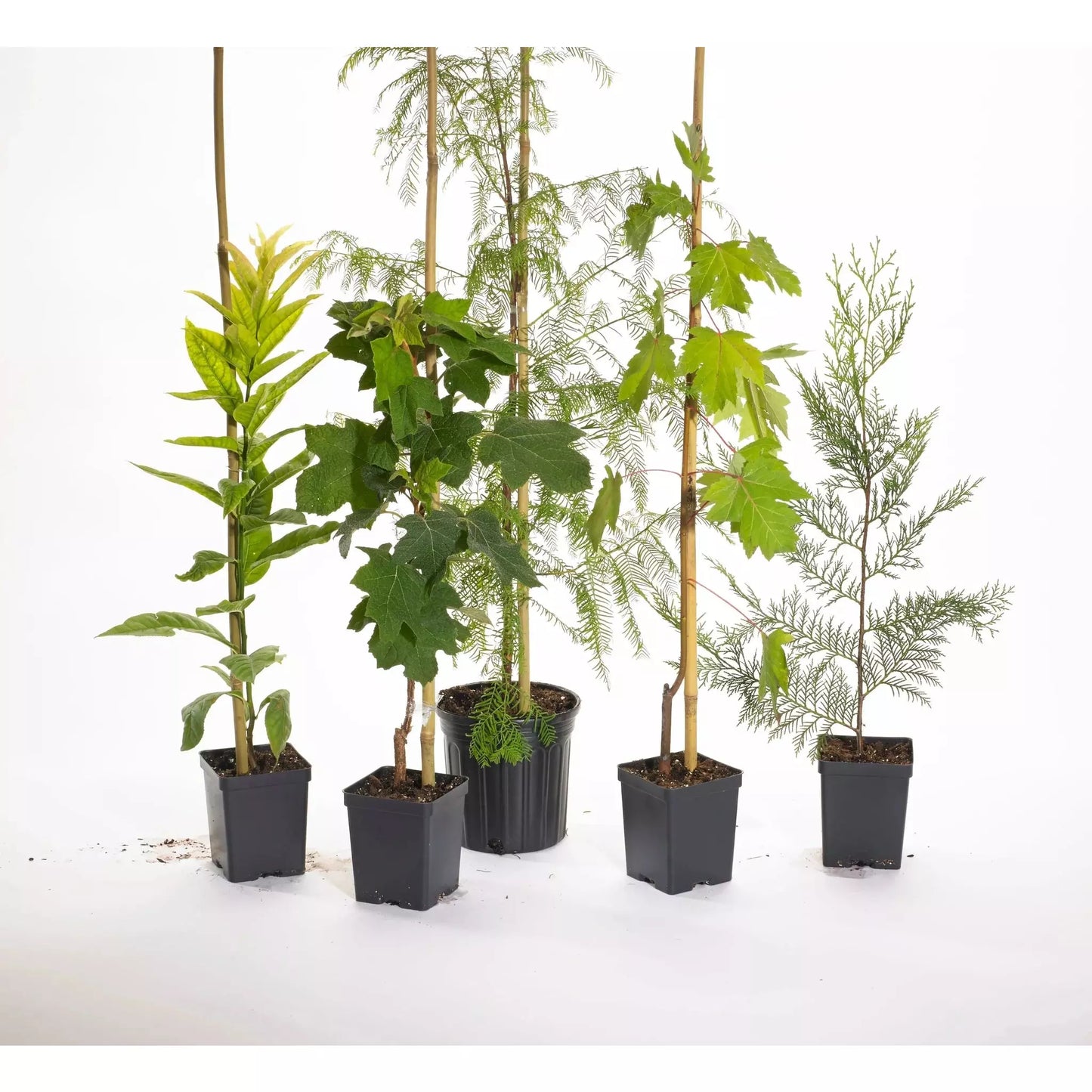Living Urn